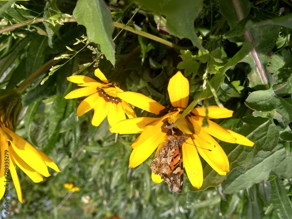 Obraz premium Las flores son hermosas, la naturaleza encanta y los arboles dan vida.