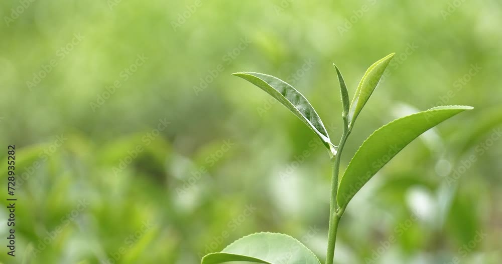 Green tea tree leaves field young tender bud herbal Green tea tree in camellia sinensis organic farm. Close up Fresh Tree tea plantations mountain green nature in herbal farm plant background morning Green tea tree leaves field young tender bud herbal Green tea tree in camellia sinensis organic farm. Close up Fresh Tree tea plantations mountain green nature in herbal farm plant background morning