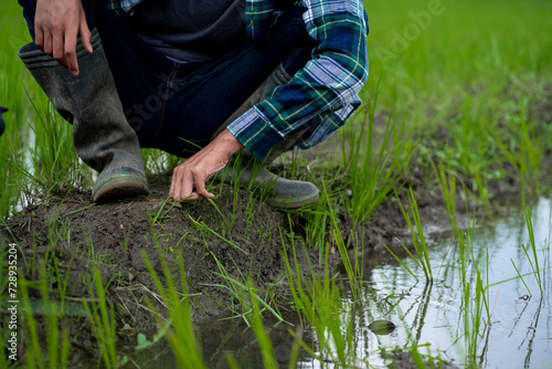 young asian male farmer clearing his rice field of weeds, young farmer.