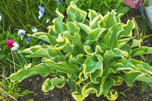 A bush of perennial decorative hosta with wavy leaves on a summer garden bed.