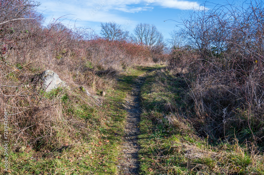 Trodden path in the grass between the bushes. Blue sky with white clouds. Trodden path in the grass between the bushes. Blue sky with white clouds.