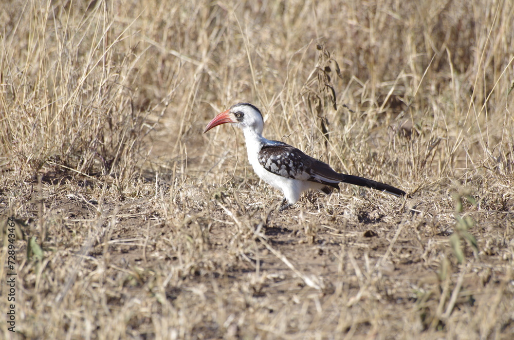 African Red-Billed Hornbill in the Grassland, Tanzania, Africa African Red-Billed Hornbill in the Grassland, Tanzania, Africa