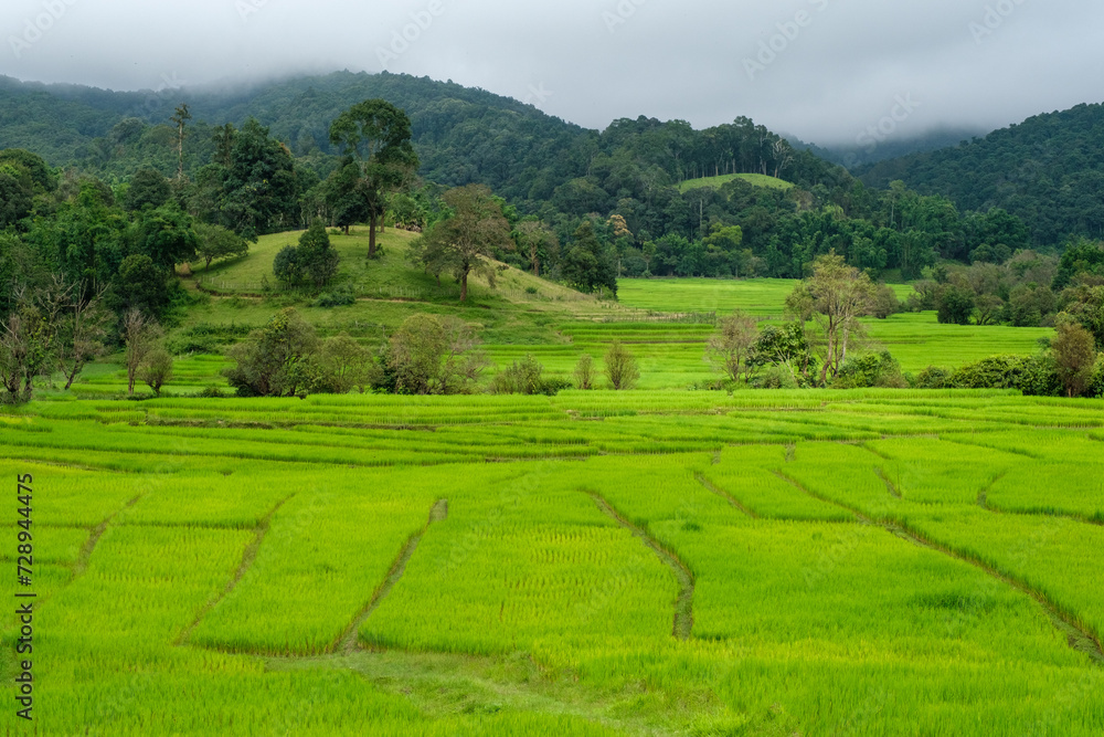 Landscape view of rgreen rice field and mountains on a horizon and cloudy sky