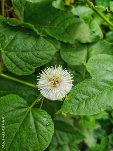 passion fruit flower
