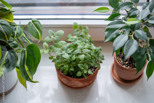Melissa plant and Ficus benjamina, Philodendron scandens Brasil houseplants in terracotta pot on windowsill, closeup, above view. Growing aromatic fresh lemon balm herbs at home. Indoor gardening. photo