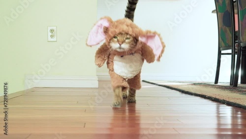 Funny Bengal cat dressed up in bunny costume walking around the house