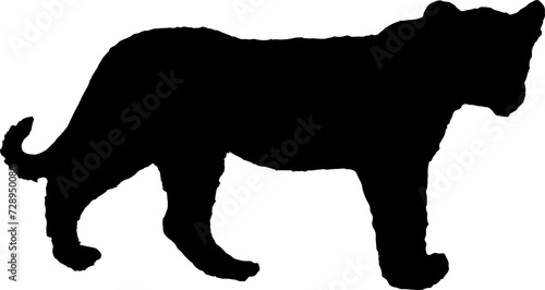 Photography Walking black lion silhouette png concept with beautiful mane and tail isolated