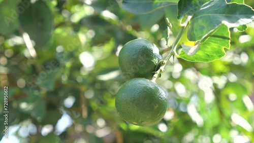 Fresh Lime Hang on Tree, Close Up photo