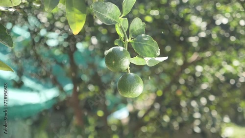 Fresh Lime Hang on Tree, Close Up photo