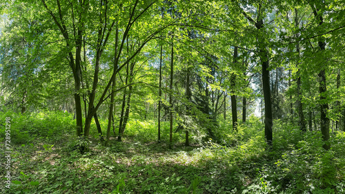 Fototapeta Naklejka Na Ścianę i Meble -  panoramic view of deep forest in spring. trees and plants covered with green lush foliage.