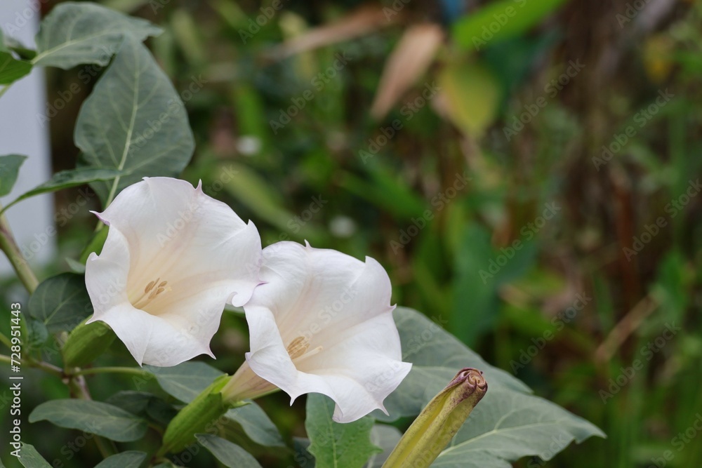 Obraz premium white and yellow flower