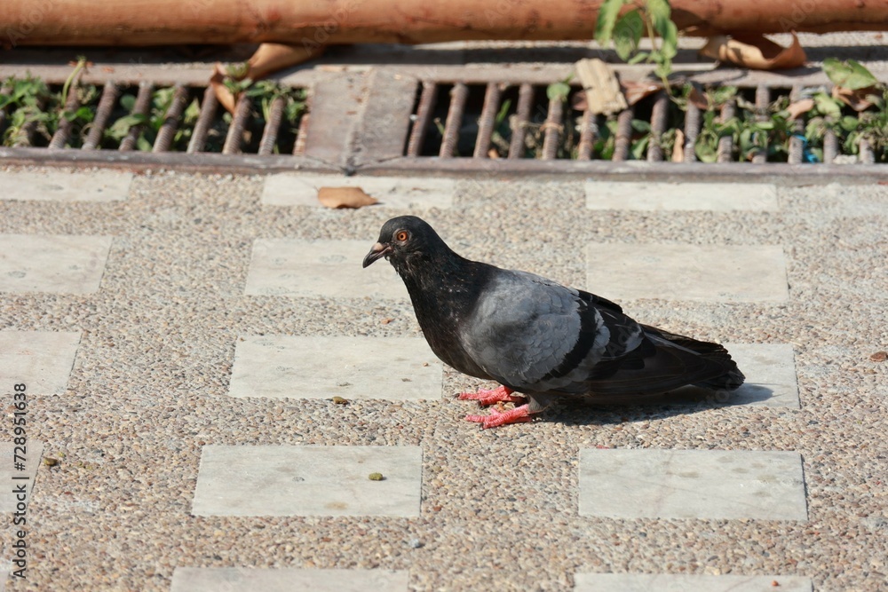Obraz premium pigeons on the street