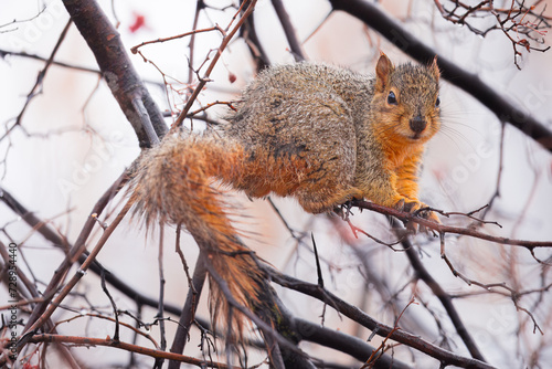 Fox squirrels feasting on berries