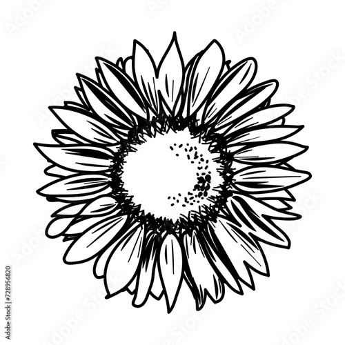 Hand drawn sunflower in detail vector
