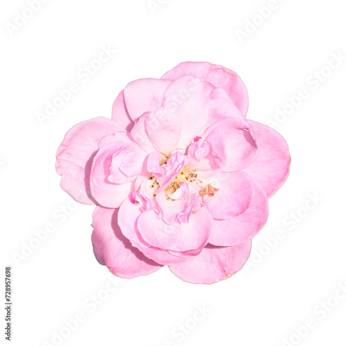 Pink rose flower blossom in sunny day