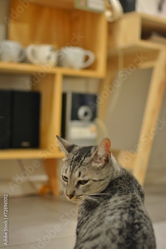 cat sitting 