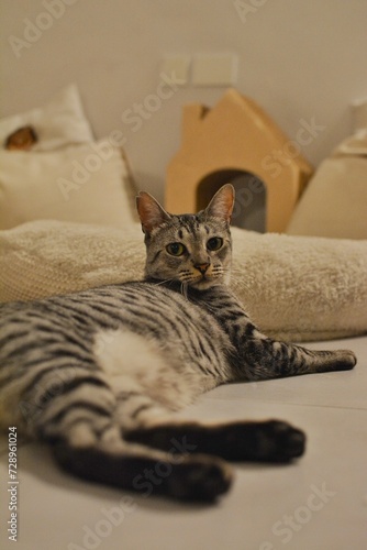Tabby cat resting