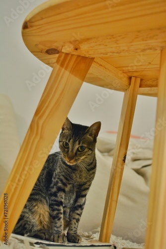 Cat under the table 