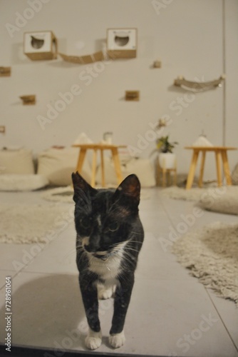 Black and white cat