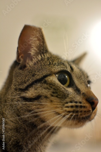 close up portrait of a cat