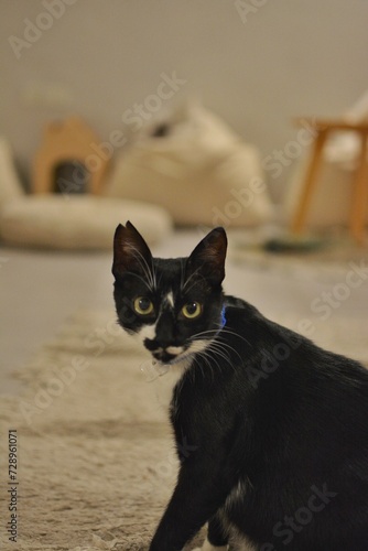 black and white cat portrait
