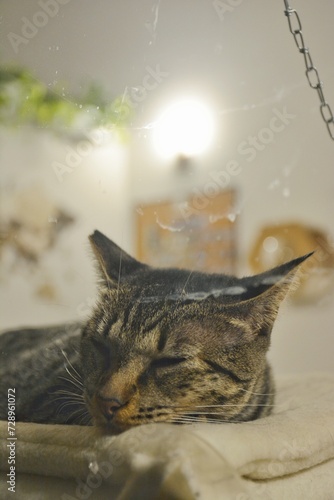 Lying tabby cat