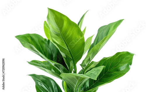 Eco-friendly Plant isolated on transparent Background