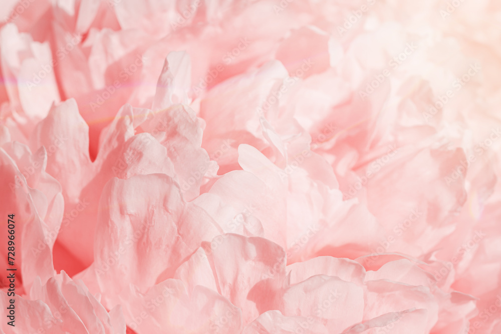 Beautiful view of white pink peonies close up lit by sunlight, midday light shadows, sun glare. Color gradient top view beauty nature aesthetic background. Natural floral pattern, selective