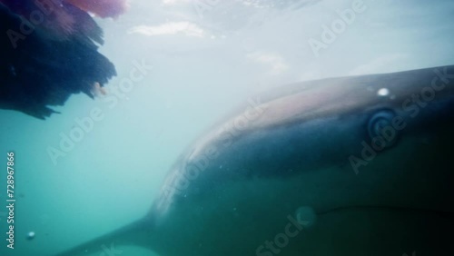 A great white shark, with a piercing eye and sleek fin, emerges from the ocean's depths, casting a ghostly shadow in the serene aquatic haze