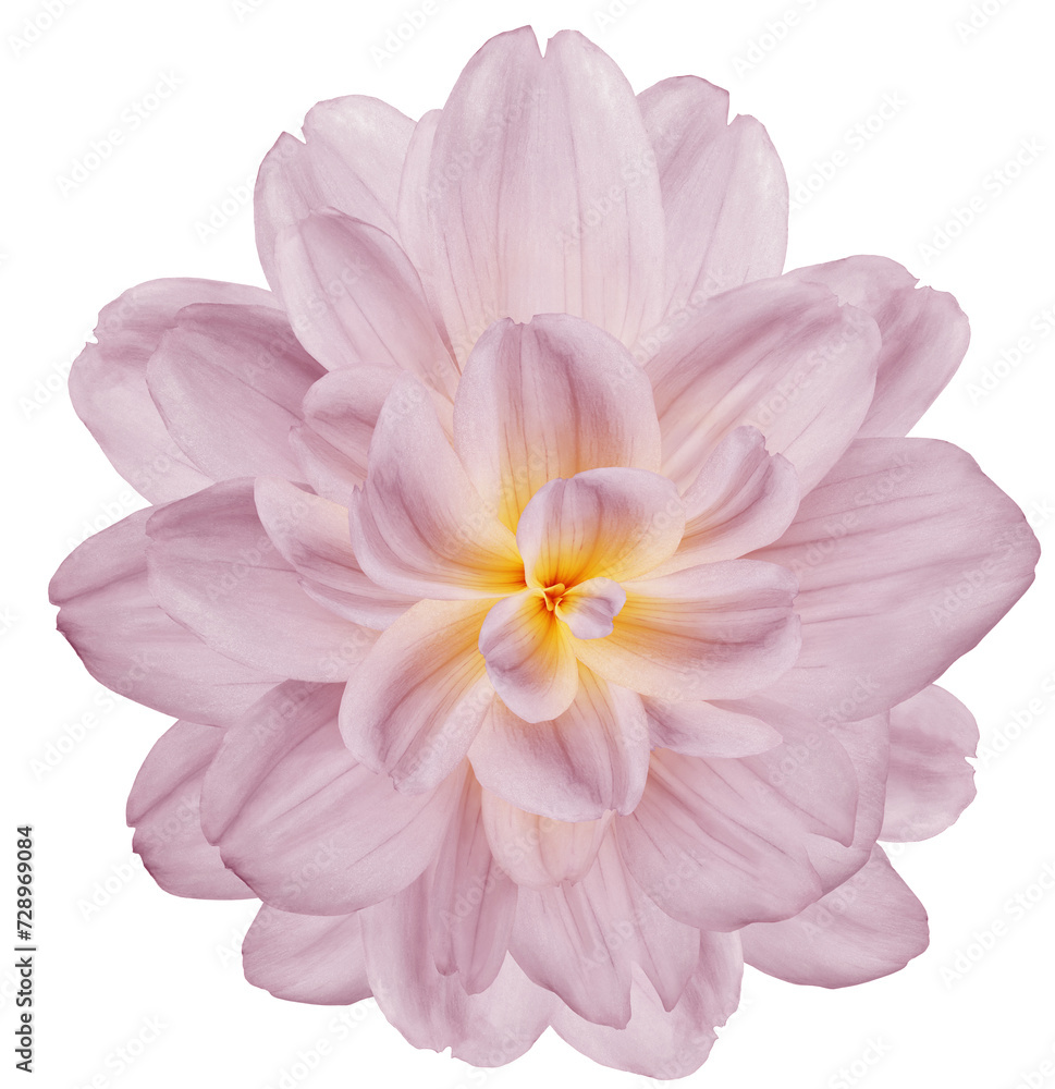 Fototapeta premium Dahlia. Flower on isolated background with clipping path. For design. Closeup. Transparent background. Nature.