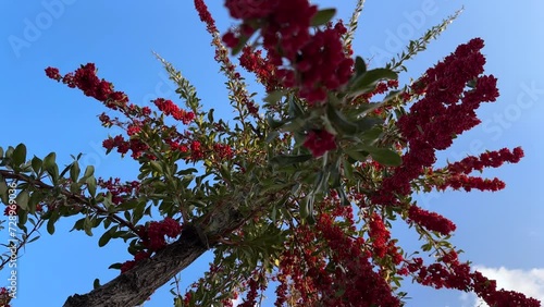 Wonderful view of sky under barberry tree in the garden the red ripe fruits in harvest season source of vitamin is healthy delicious fruit with tart sour taste in autumn in Iran sun dry tasty fruit photo