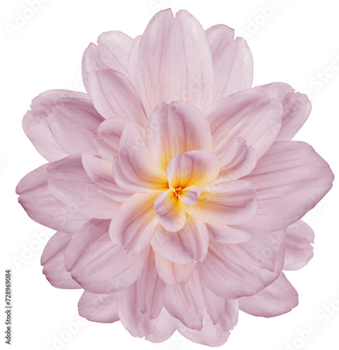 Dahlia. Flower on   isolated background with clipping path.  For design.  Closeup. Transparent background.   Nature.