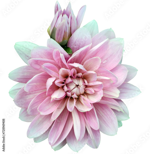 Pink  dahlia. Flower on a white isolated background with clipping path.  For design.  Closeup. Transparent background.   Nature.