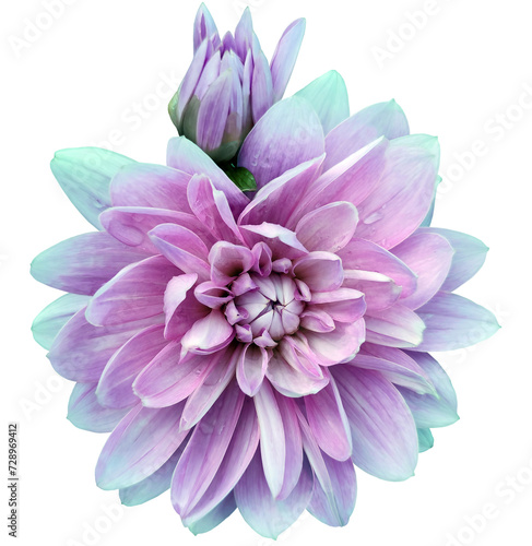 Pink  dahlia. Flower on  isolated background with clipping path.  For design.  Closeup.  Transparent background. Nature.