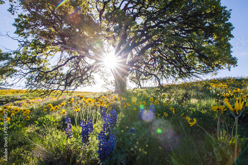 Sun Shining Through Tree Branches photo