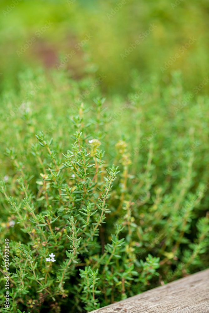 organic thyme in the garden organic thyme in the garden