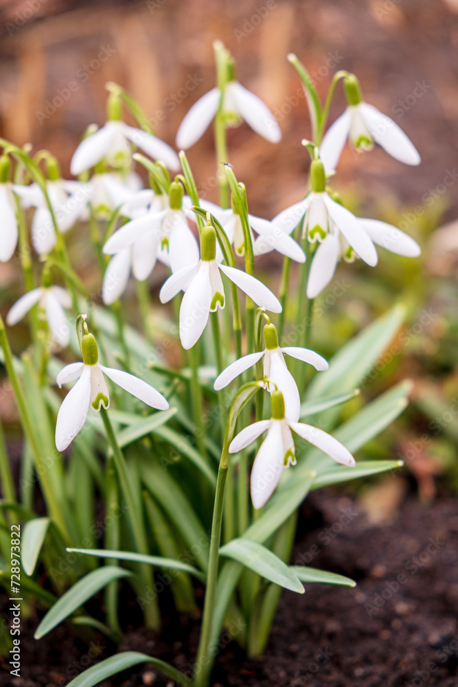 Obraz premium spring flowers in the garden