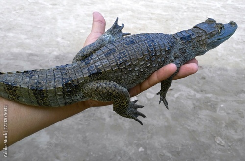 Baby crocodile from Amazonas