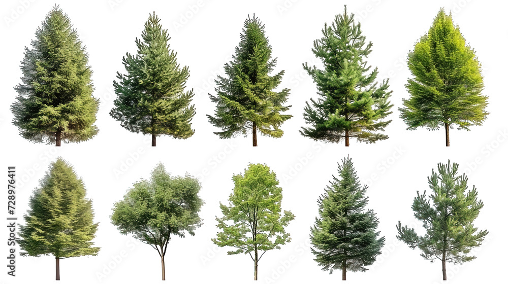 Set Of Evergreen Tree - obrazy, fototapety, plakaty 