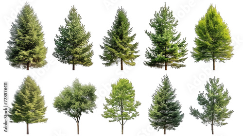 Set Of Evergreen Tree