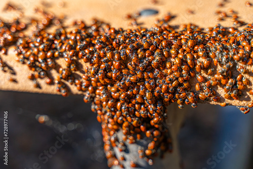 Mass of Convergent Ladybugs (Hippodamia convergens) in the winter timeat Pinnacles National Park