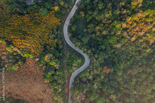 Roads and trees in summer from a drone