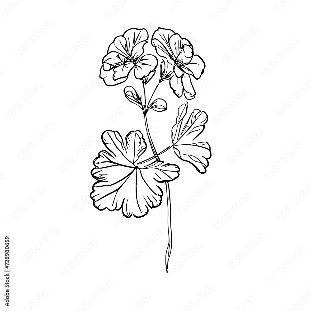 Botanic lineart with transparent background Botanic lineart with transparent background