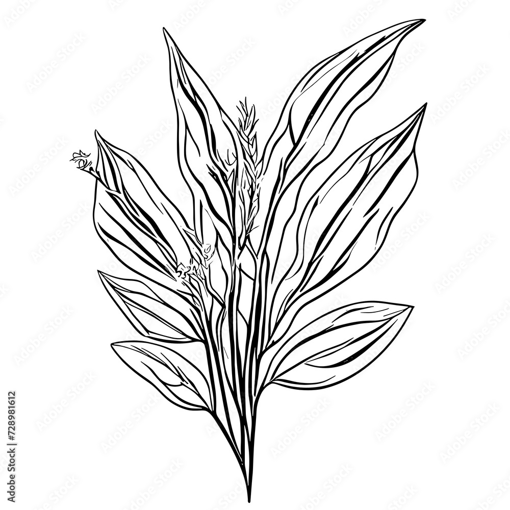 Botanic lineart with transparent background Botanic lineart with transparent background