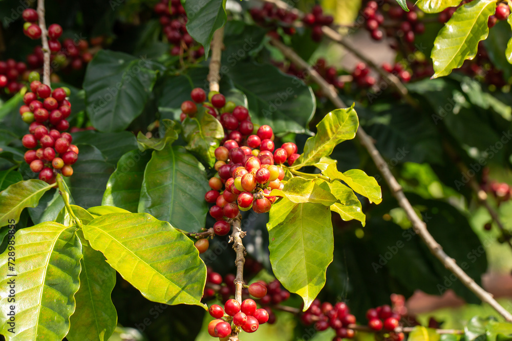 Ripe red coffee berries adorn the branches of a vibrant coffee tree in a lush garden nature Ripe red coffee berries adorn the branches of a vibrant coffee tree in a lush garden nature