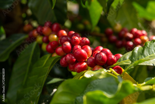 Ripe red coffee berries adorn the branches of a vibrant coffee tree in a lush garden nature