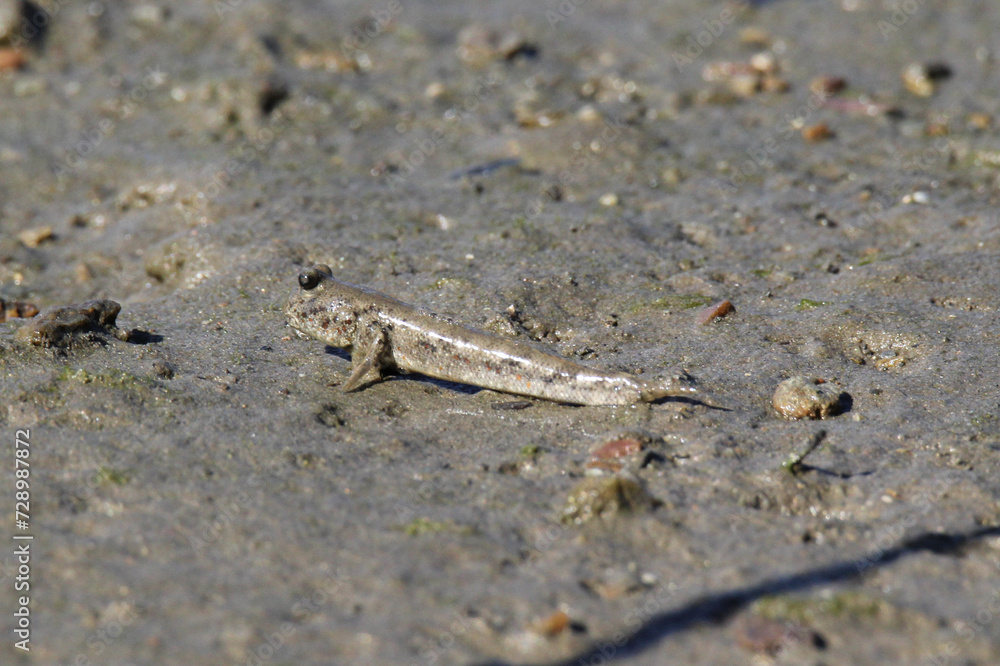 Mudskipper lying on a sand river bank