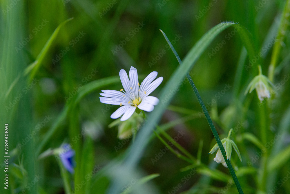 flowers in the grass