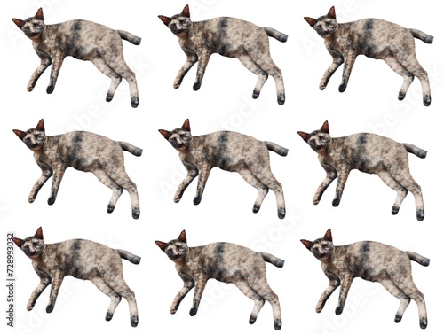 Beautiful black and brown cat lying on the floor on a white background. collection of animals isolated.