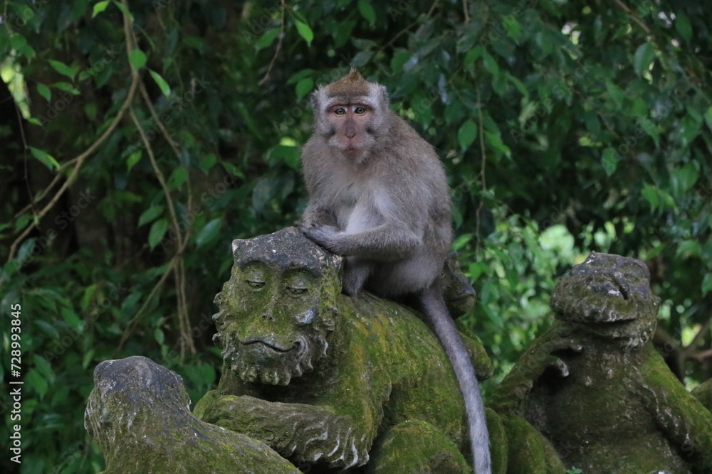 Obraz premium モンキーフォレスト・ウブド インドネシア バリ島